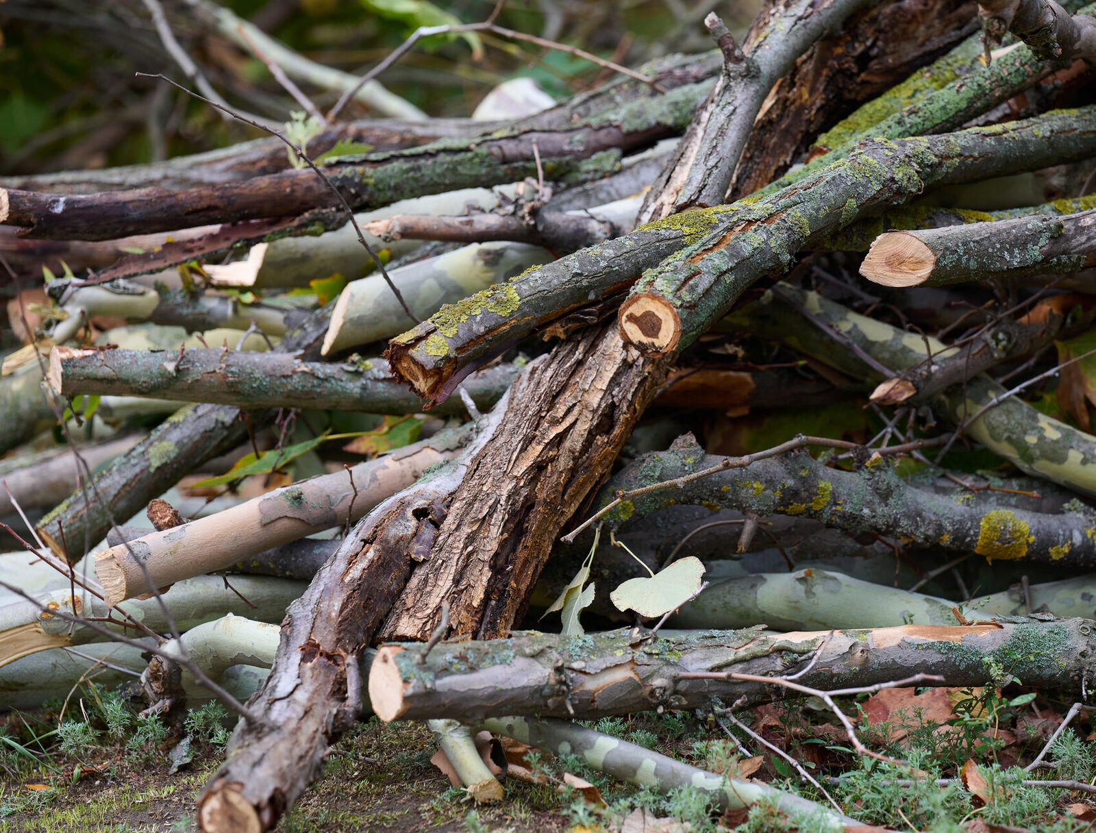Large tree stumps and root systems after full excavation