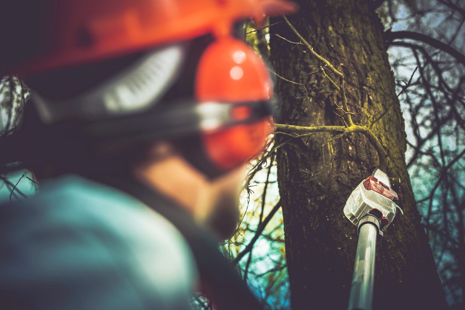Tree felling and tree care in Morningside