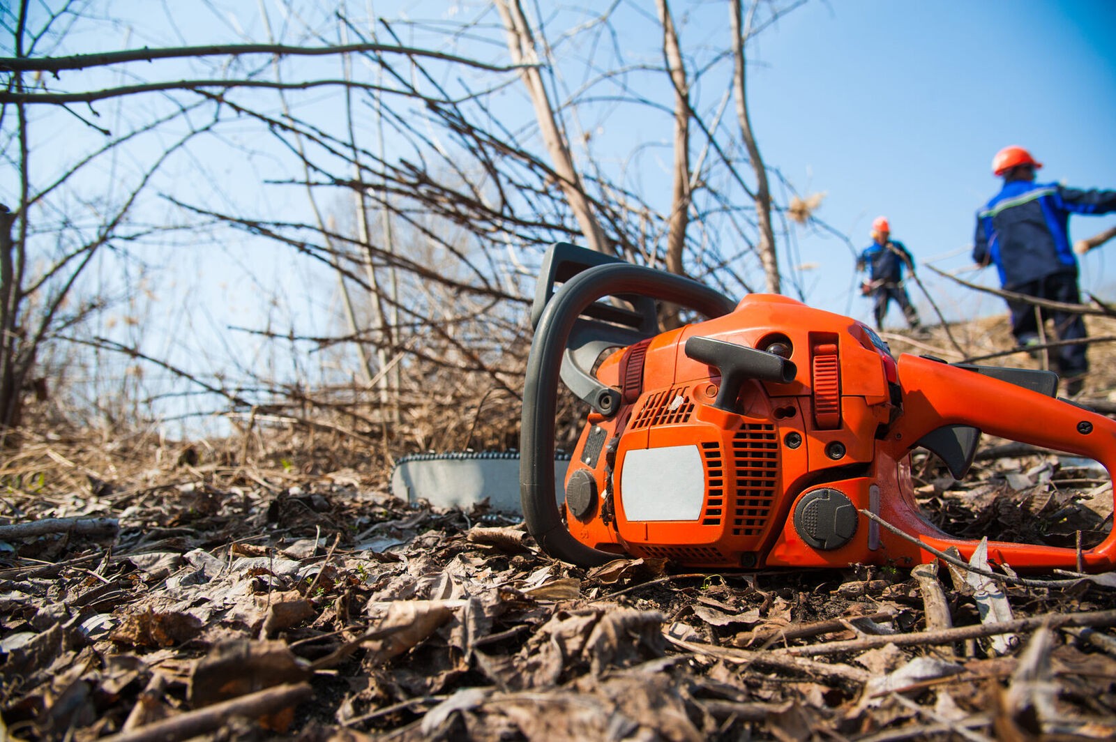 Tree felling and tree care in Witbank