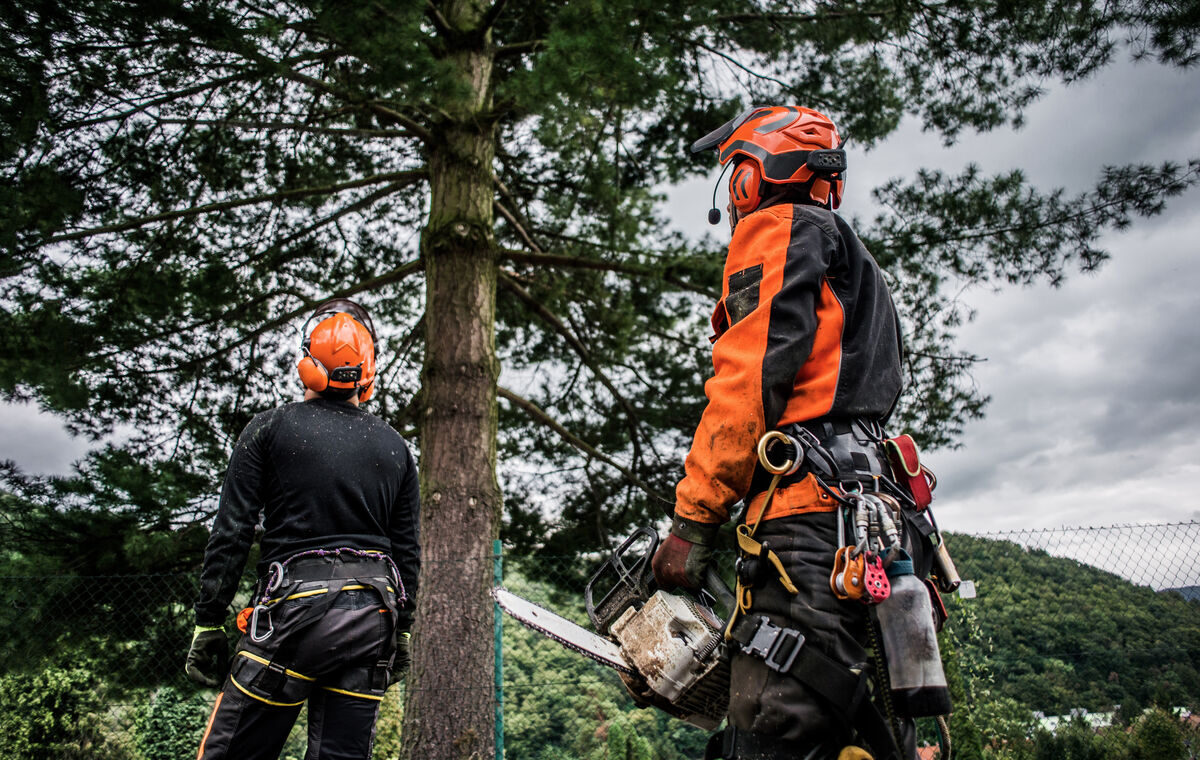 Two arborists carefully felling a tree with a chainsaw near a property
