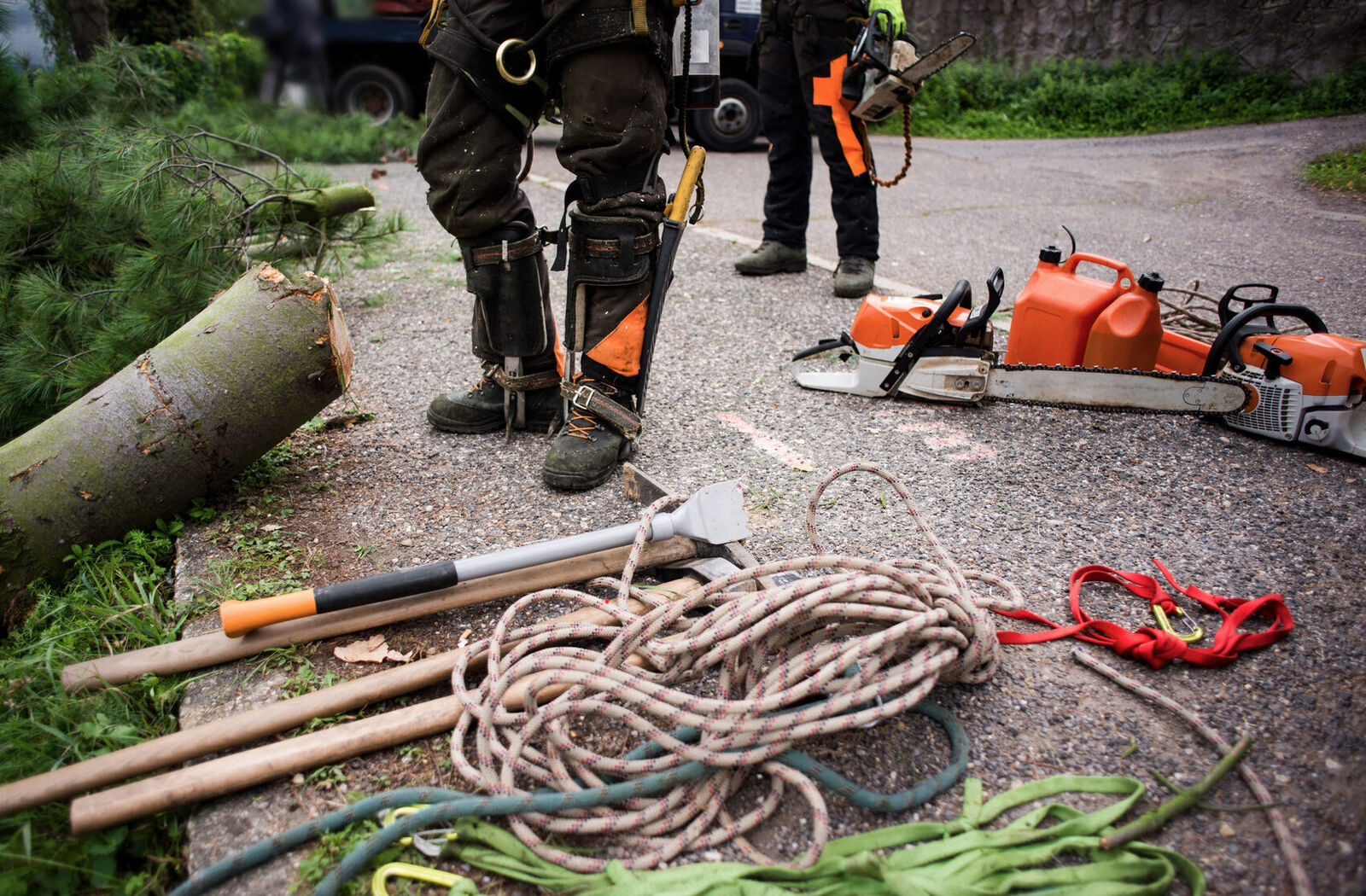 Arborist equipment laid out before a stump-grinding job