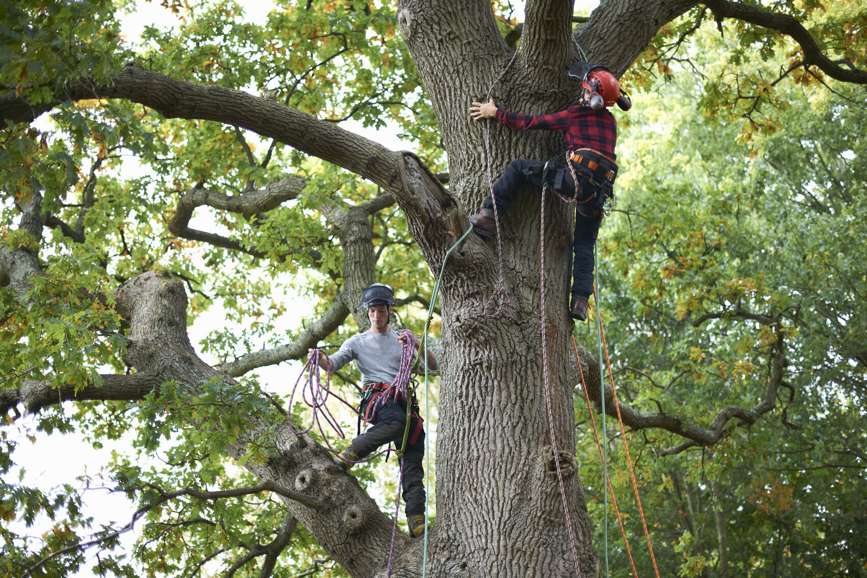 Arborists from Tree Hugger Collective roped into a large oak tree, carrying out a safe, controlled tree felling