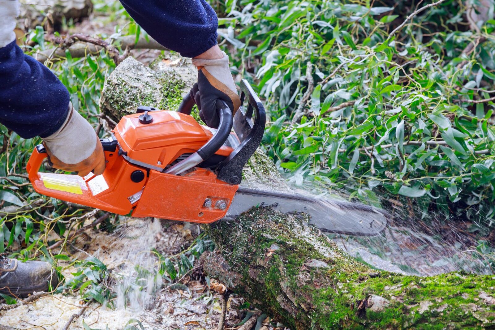 Arborist removing a large branch during crown reduction work