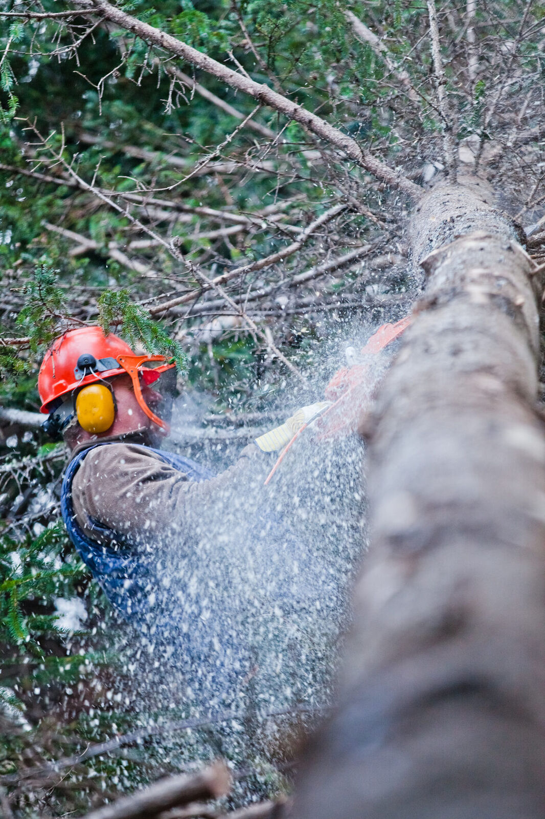 Tree felling and tree care in Kloof