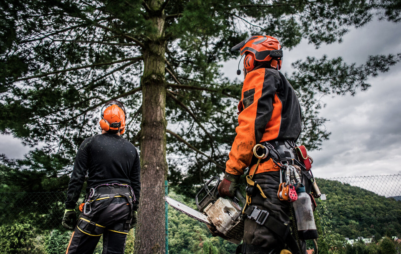 Two arborists from behind, working with a chainsaw on a large tree at street level in a suburb