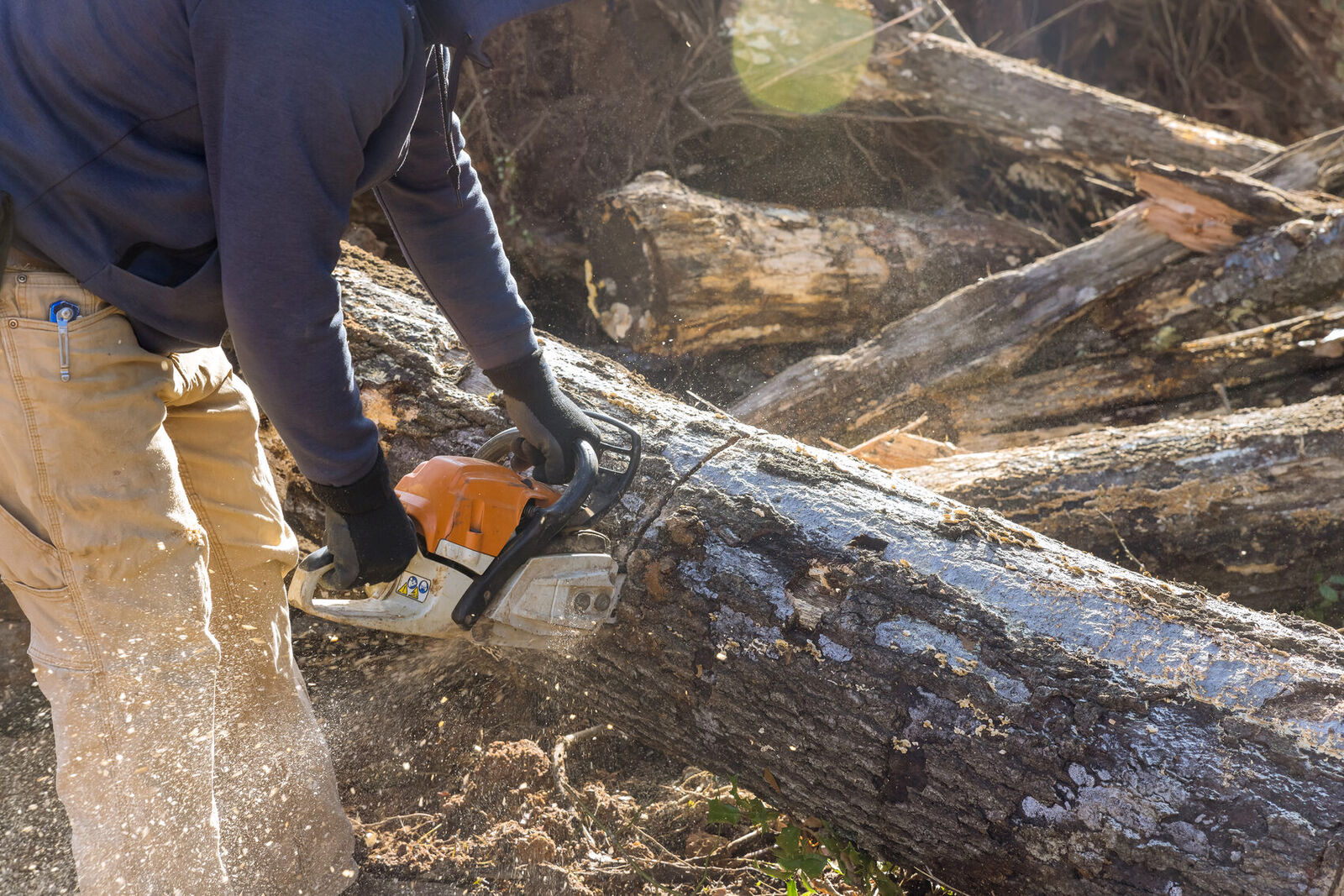 Tree Hugger Collective arborist using a chainsaw to fell a large tree in a Gauteng suburban garden
