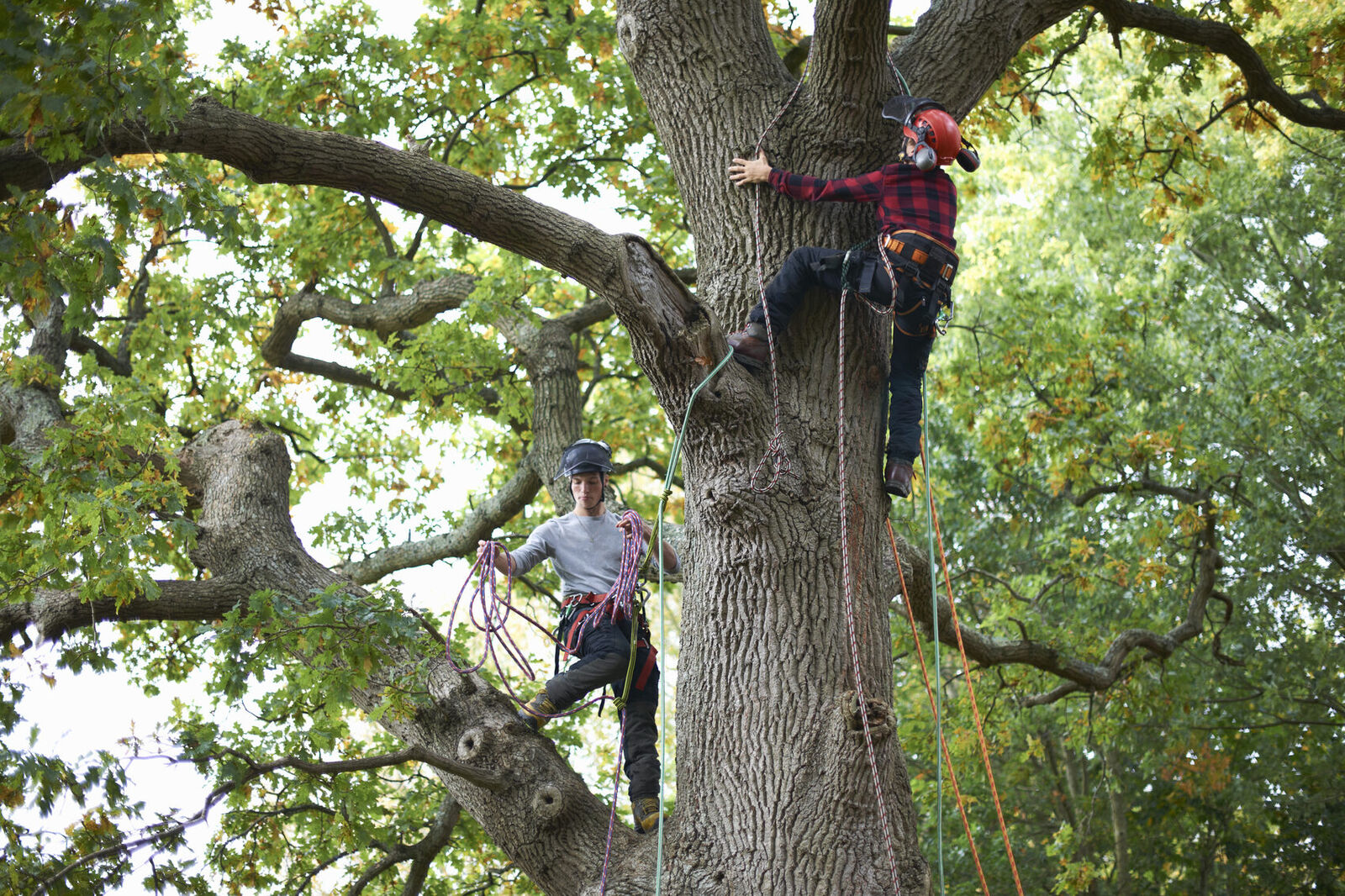 Tree felling and tree care in Sandton