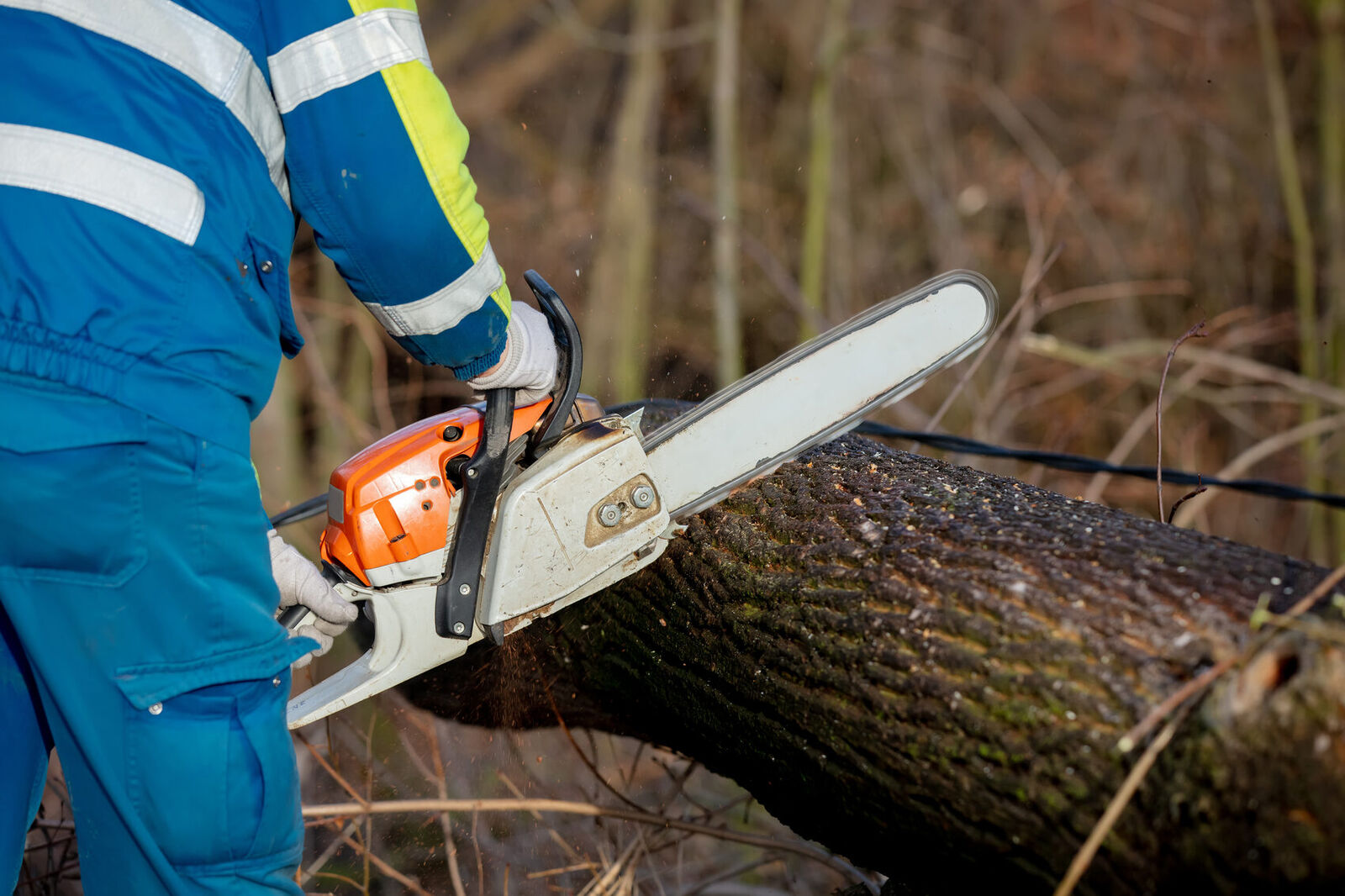 Tree felling and tree care in Midrand